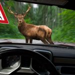 Postup po zrážke so zverou