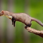 5 dôvodov, prečo je kuna pod strechou nebezpečná